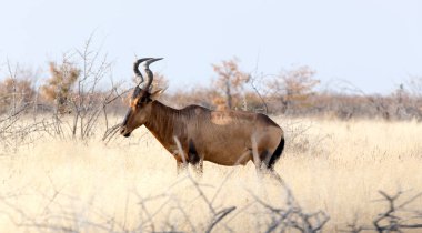 Namibya 'daki Damaliscus Lunatus' un fotoğrafı