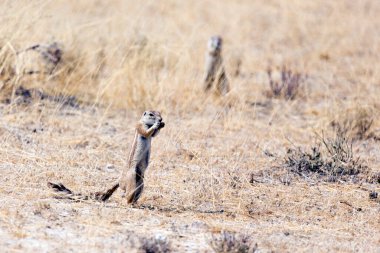 View of Cape ground squirrel in Namibia