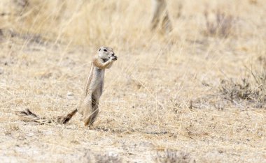 View of Cape ground squirrel in Namibia