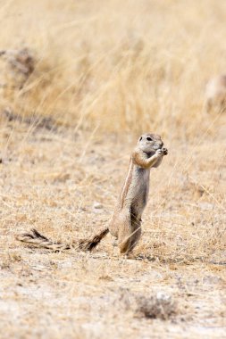 View of Cape ground squirrel in Namibia