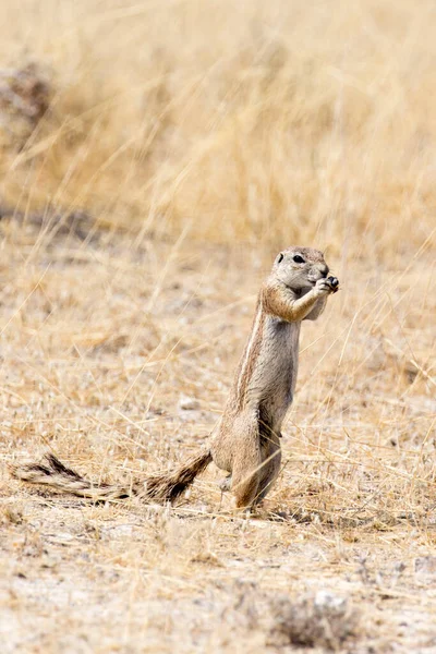 View of Cape ground squirrel in Namibia