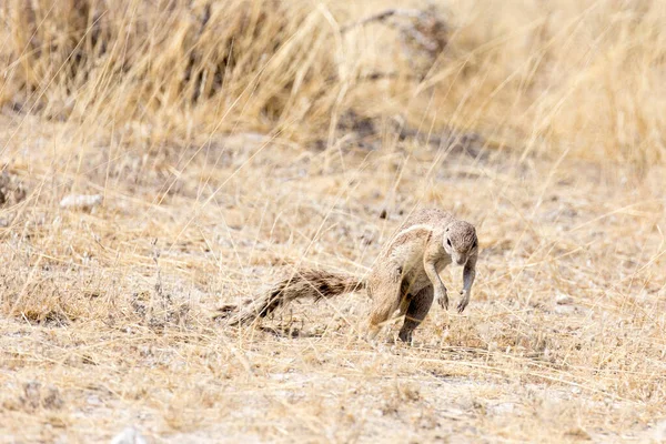 View of Cape ground squirrel in Namibia