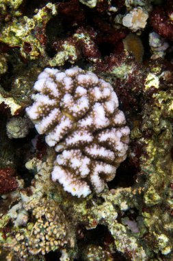 View of corals in the Seychelles reef