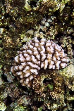 View of corals in the Seychelles reef