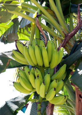 A view of banana plant in Seychelles