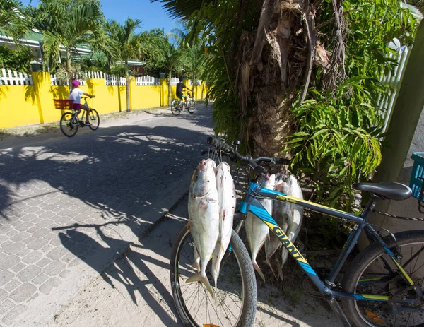 Digue Сейшельские Острова Апреля 2019 Года Вид Рыб Повешенных Велосипеде — стоковое фото