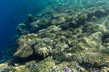 Mercan resifinin manzarası Sharm El Sheik, Mısır