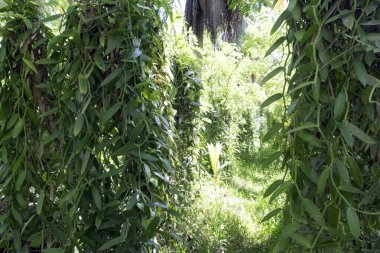 Seyşeller 'de vanilya tarlası manzarası