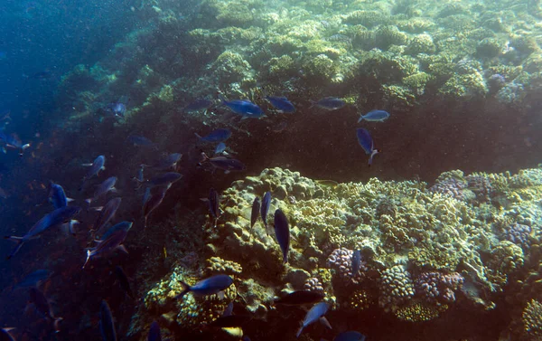 埃及沙姆沙伊赫的珊瑚礁景观 — 图库照片