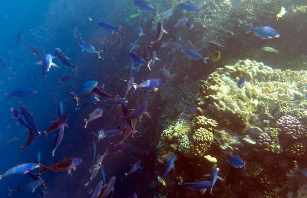 Widok Rafy Koralowej Sharm Sheik Egipt — Zdjęcie stockowe