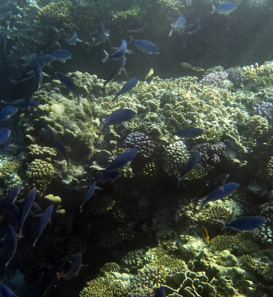 Widok Rafy Koralowej Sharm Sheik Egipt — Zdjęcie stockowe