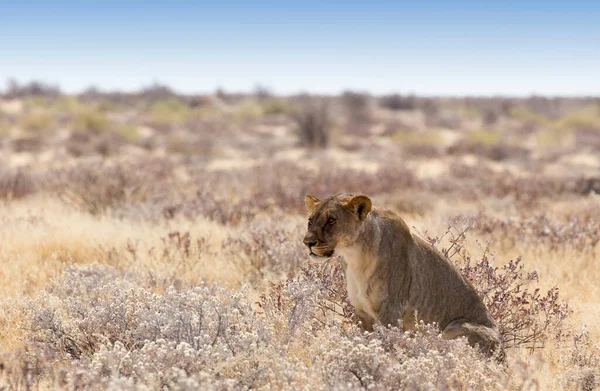 Vista Leão Fêmea Namíbia — Fotografia de Stock