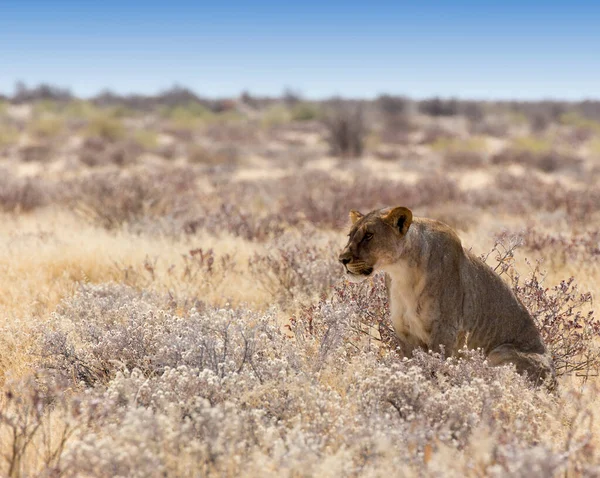 Vista Una Leona Namibia — Foto de Stock
