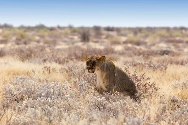 Vista Leão Fêmea Namíbia — Fotografia de Stock