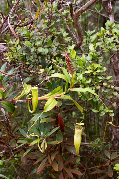 Widok Nepenthes Vieillardii Nowej Kaledonii — Zdjęcie stockowe