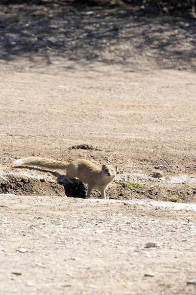 View Yellow Mongoose Namibia — Stock Photo, Image