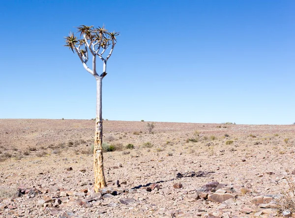 Vista Del Paisaje Del Desierto Namibia — Foto de Stock