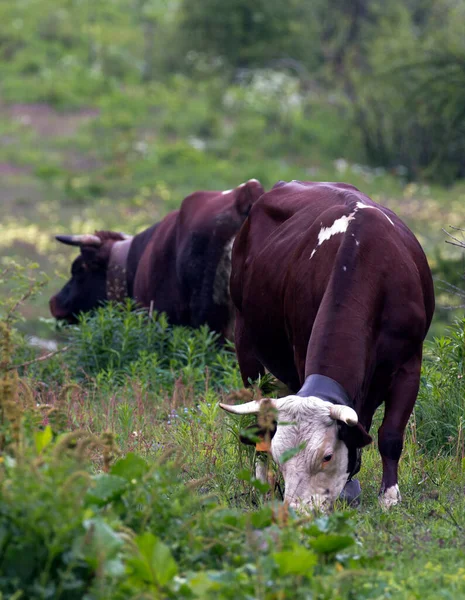 イタリアの牛のValdostana Pezzata Rossa品種の眺め — ストック写真