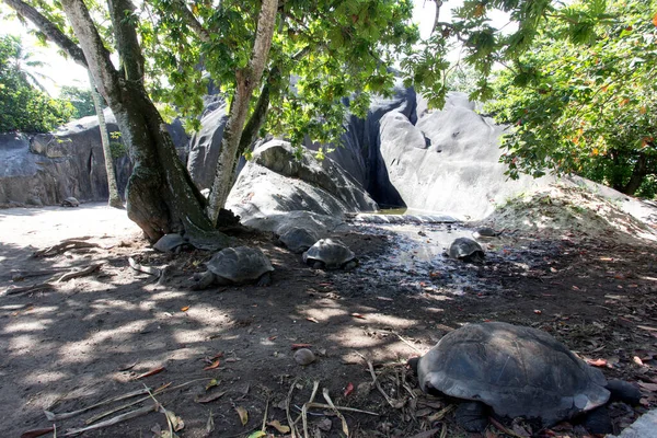 Vista Tartaruga Gigante Aldabra Nas Seychelles — Fotografia de Stock