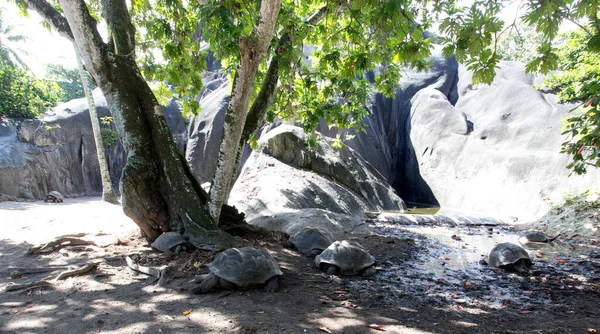 Вид Гигантскую Черепаху Альдабры Сейшельских Островах — стоковое фото