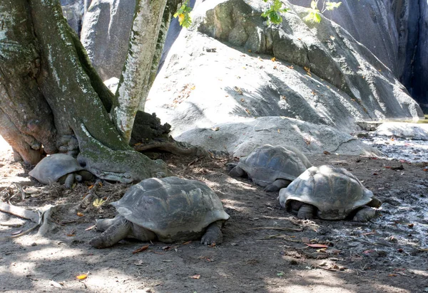 Vista Tortuga Gigante Aldabra Seychelles — Foto de Stock