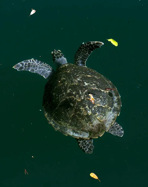 Вид Ястребиной Морской Черепахи Новой Каледонии — стоковое фото