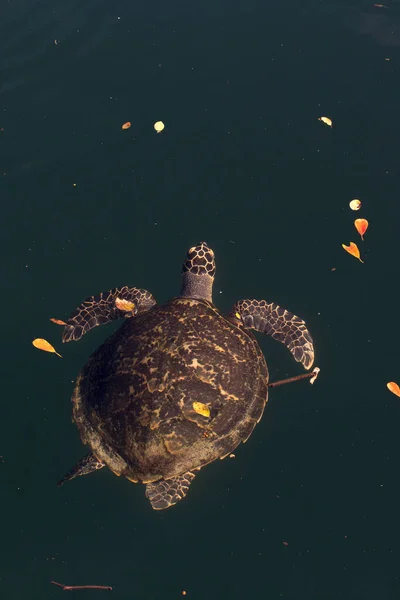 Blick Auf Falkenschildkröte Neukaledonien — Stockfoto