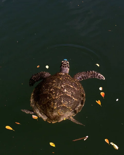 Zicht Hawksbill Zeeschildpad Nieuw Caledonië — Stockfoto