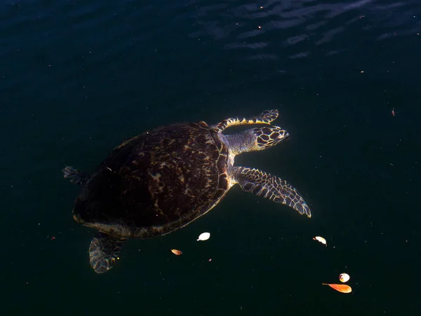 Yeni Kaledonya Şahin Gagalı Deniz Kaplumbağası Manzarası — Stok fotoğraf
