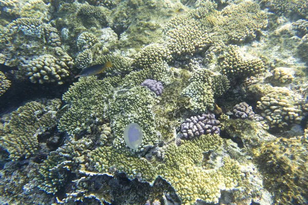 Vista Corales Sharm Sheik Egipto — Foto de Stock