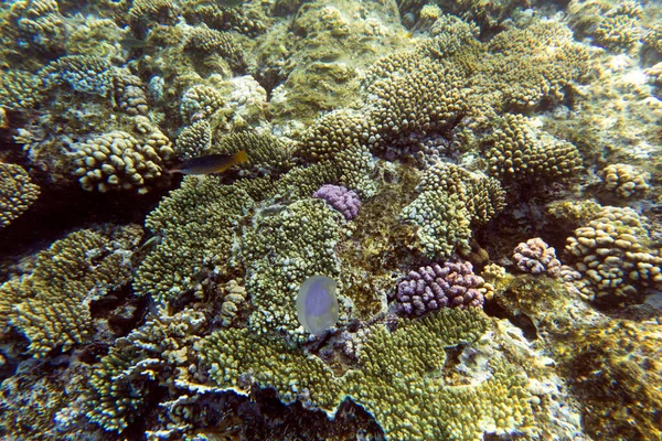 View Corals Sharm Sheik Egypt — Stock Photo, Image