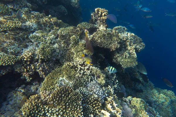 Blick Auf Korallen Sharm Sheik Ägypten — Stockfoto
