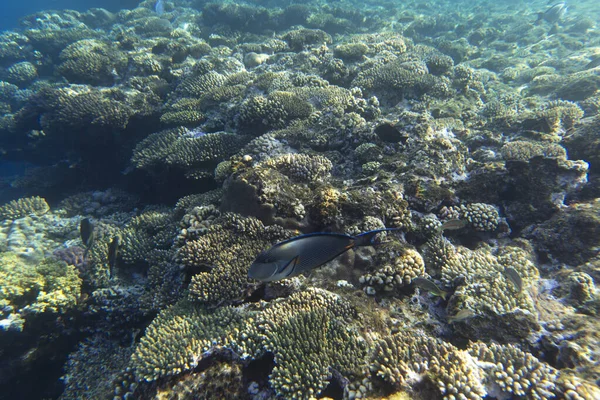 Utsikt Över Koraller Sharm Sheik Egypten — Stockfoto