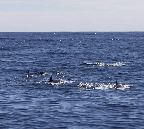 Reunion的海豚在海里的景象 — 图库照片