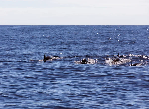 レユニオンでのイルカの海の眺め — ストック写真