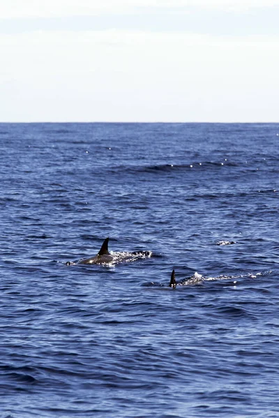 Vista Delfines Mar Reunion — Foto de Stock