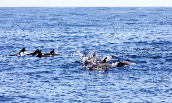 Вид Дельфинов Море Реюньоне — стоковое фото