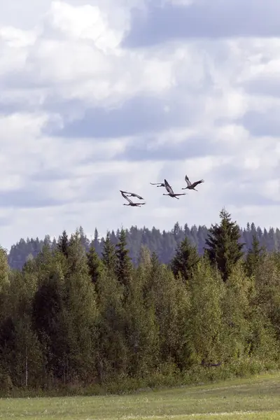 Widok Ptaków Żurawiowych Latających Finlandii — Zdjęcie stockowe