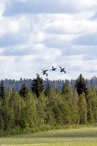 Vista Aves Grulleras Comunes Que Vuelan Finlandia —  Fotos de Stock