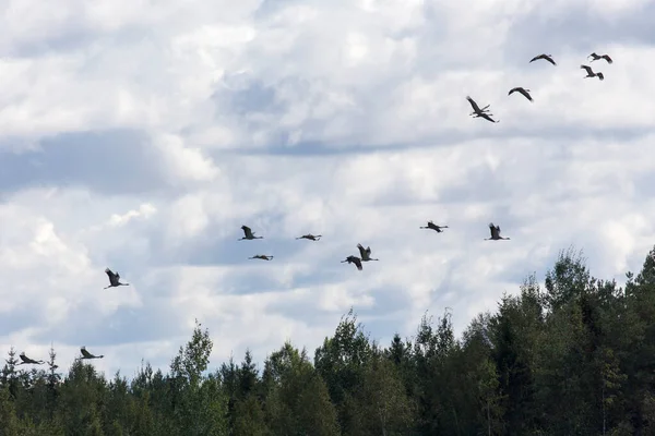 View of common crane birds flying in Finland