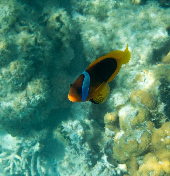 新喀里多尼亚小丑鱼近照 — 图库照片