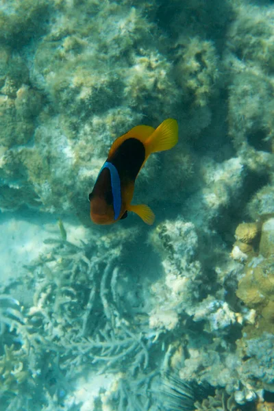 Close Photo Clown Fish New Caledonia — Stock Photo, Image