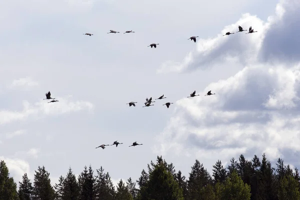 フィンランドで飛ぶ一般的なクレーン鳥の眺め — ストック写真