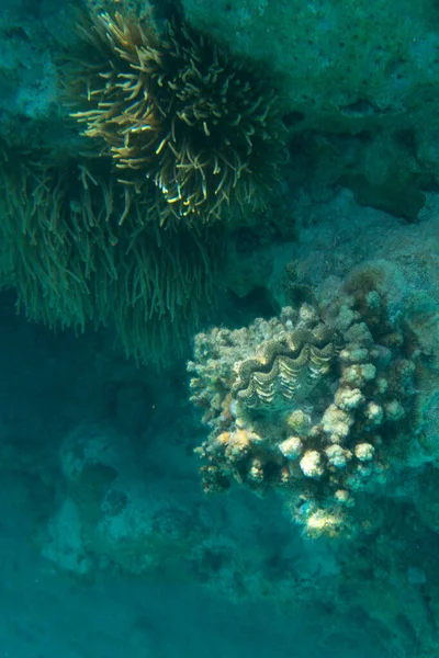 Blick Auf Die Bunte Tridacna Muschel Neukaledonien — Stockfoto