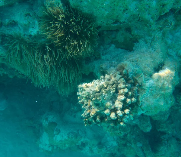 Widok Kolorowego Małża Tridacna Nowej Kaledonii — Zdjęcie stockowe