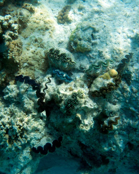 ニューカレドニアのカラフルなトリダッカの貝の眺め — ストック写真