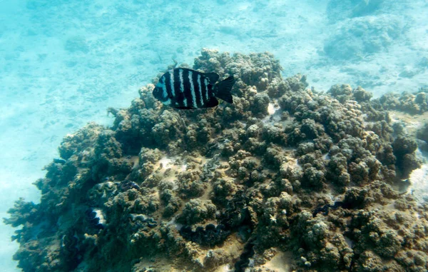 Photo Blackspot Sergeant Fish New Caledonia — Stock Photo, Image