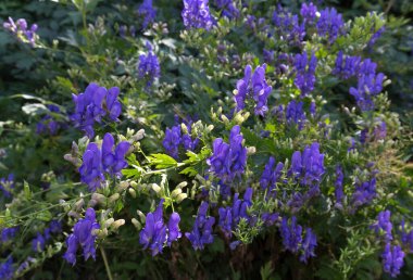 View of monkshood flowers during spring in Italy clipart