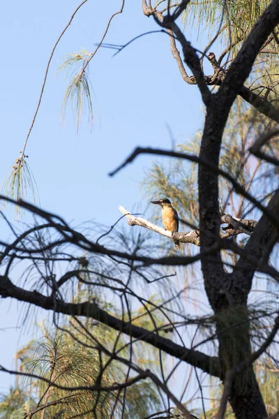 Zicht Heilige Ijsvogel Nieuw Caledonië — Stockfoto