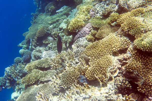 Sharm Sheik Teki Mercan Resifinin Görüntüsü — Stok fotoğraf